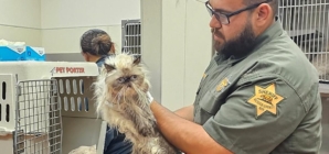 134 cats found crammed into a U-Haul van outside California Taco Bell