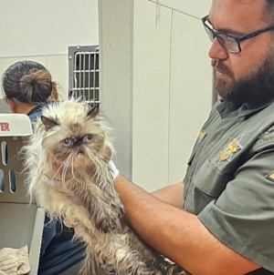 134 cats found crammed into a U-Haul van outside California Taco Bell