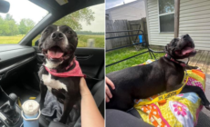 Dog Gets Adopted After Waiting 1,043 Days in Shelter—Her Smile Says It All
