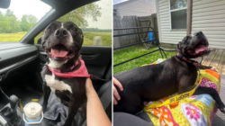 Dog Gets Adopted After Waiting 1,043 Days in Shelter—Her Smile Says It All