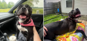 Dog Gets Adopted After Waiting 1,043 Days in Shelter—Her Smile Says It All