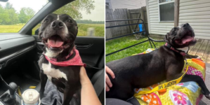 Dog Gets Adopted After Waiting 1,043 Days in Shelter—Her Smile Says It All