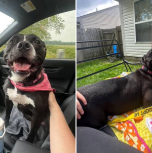 Dog Gets Adopted After Waiting 1,043 Days in Shelter—Her Smile Says It All