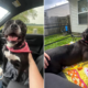 Dog Gets Adopted After Waiting 1,043 Days in Shelter—Her Smile Says It All