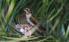 Hardcore birders and casual sparrow spotters: Science needs you