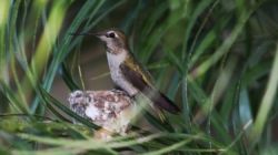 Hardcore birders and casual sparrow spotters: Science needs you