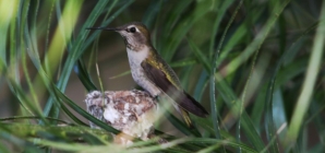 Hardcore birders and casual sparrow spotters: Science needs you