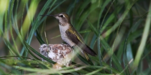Hardcore birders and casual sparrow spotters: Science needs you