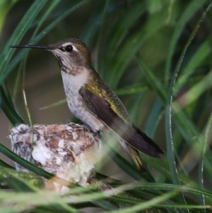 Hardcore birders and casual sparrow spotters: Science needs you