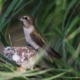 Hardcore birders and casual sparrow spotters: Science needs you