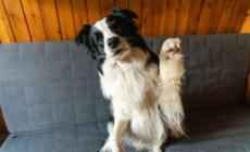 Dog Desperate for Cuddles Not Allowed on the Couch—but He Has a Plan
