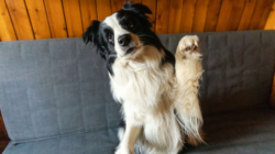 Dog Desperate for Cuddles Not Allowed on the Couch—but He Has a Plan