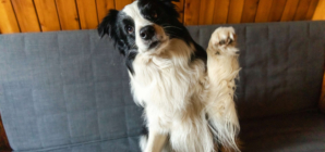 Dog Desperate for Cuddles Not Allowed on the Couch—but He Has a Plan