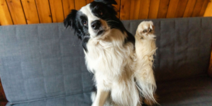 Dog Desperate for Cuddles Not Allowed on the Couch—but He Has a Plan
