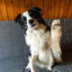 Dog Desperate for Cuddles Not Allowed on the Couch—but He Has a Plan