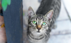 Neighbor Rescues Injured Cat—X-Ray Reveals the Unthinkable