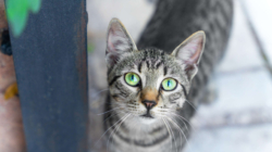 Neighbor Rescues Injured Cat—X-Ray Reveals the Unthinkable