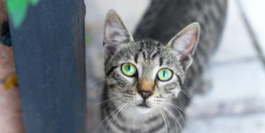 Neighbor Rescues Injured Cat—X-Ray Reveals the Unthinkable