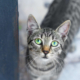 Neighbor Rescues Injured Cat—X-Ray Reveals the Unthinkable