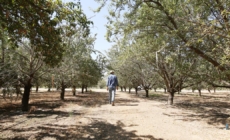 More than 100,000 acres of almond orchards in Central California are infested