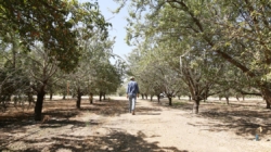 More than 100,000 acres of almond orchards in Central California are infested