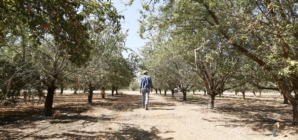 More than 100,000 acres of almond orchards in Central California are infested