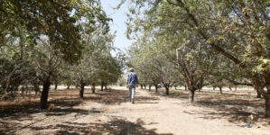 More than 100,000 acres of almond orchards in Central California are infested
