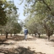 More than 100,000 acres of almond orchards in Central California are infested