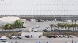 California cannabis firm raided by ICE unveils big labor changes