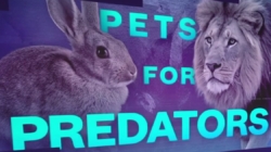 Danish zoo asks people to donate pets to feed predators 