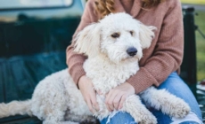 What happens when imagination meets emotional attachment to pets