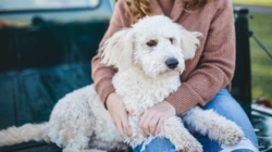 What happens when imagination meets emotional attachment to pets