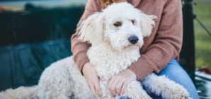 What happens when imagination meets emotional attachment to pets