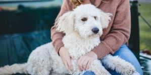 What happens when imagination meets emotional attachment to pets