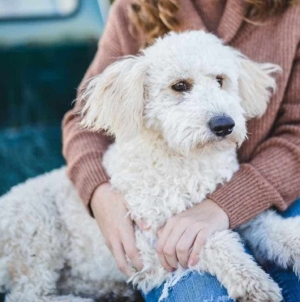What happens when imagination meets emotional attachment to pets