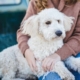 What happens when imagination meets emotional attachment to pets