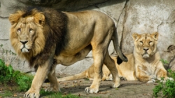 Zoo in Denmark calls for unwanted pets to feed its animals