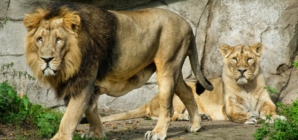 Zoo in Denmark calls for unwanted pets to feed its animals