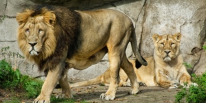 Zoo in Denmark calls for unwanted pets to feed its animals