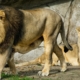 Zoo in Denmark calls for unwanted pets to feed its animals