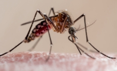 CDC warns of mosquito-borne chikungunya outbreak in southeast China