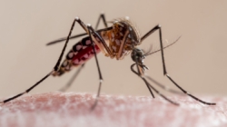 CDC warns of mosquito-borne chikungunya outbreak in southeast China