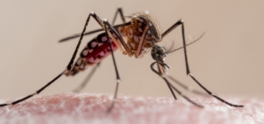 CDC warns of mosquito-borne chikungunya outbreak in southeast China
