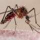 CDC warns of mosquito-borne chikungunya outbreak in southeast China