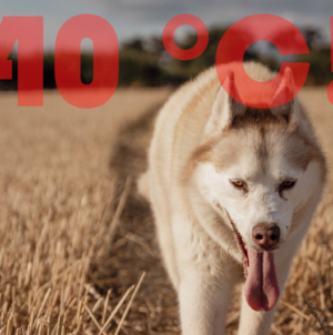 Heatwave to Return with Weekend Temperatures Nearing 40°C