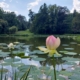 Vácrátót Garden Wins Spot on Europe’s Map of Historic Landscapes