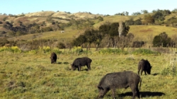 Wild pigs’ flesh turning ‘neon blue’ in California. Authorities are sounding the alarm