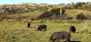 Wild pigs’ flesh turning ‘neon blue’ in California. Authorities are sounding the alarm
