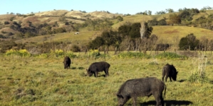 Wild pigs’ flesh turning ‘neon blue’ in California. Authorities are sounding the alarm