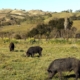 Wild pigs’ flesh turning ‘neon blue’ in California. Authorities are sounding the alarm